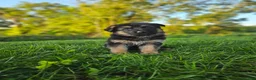 German Shepherd dogs for sale: Nova - Ad 2