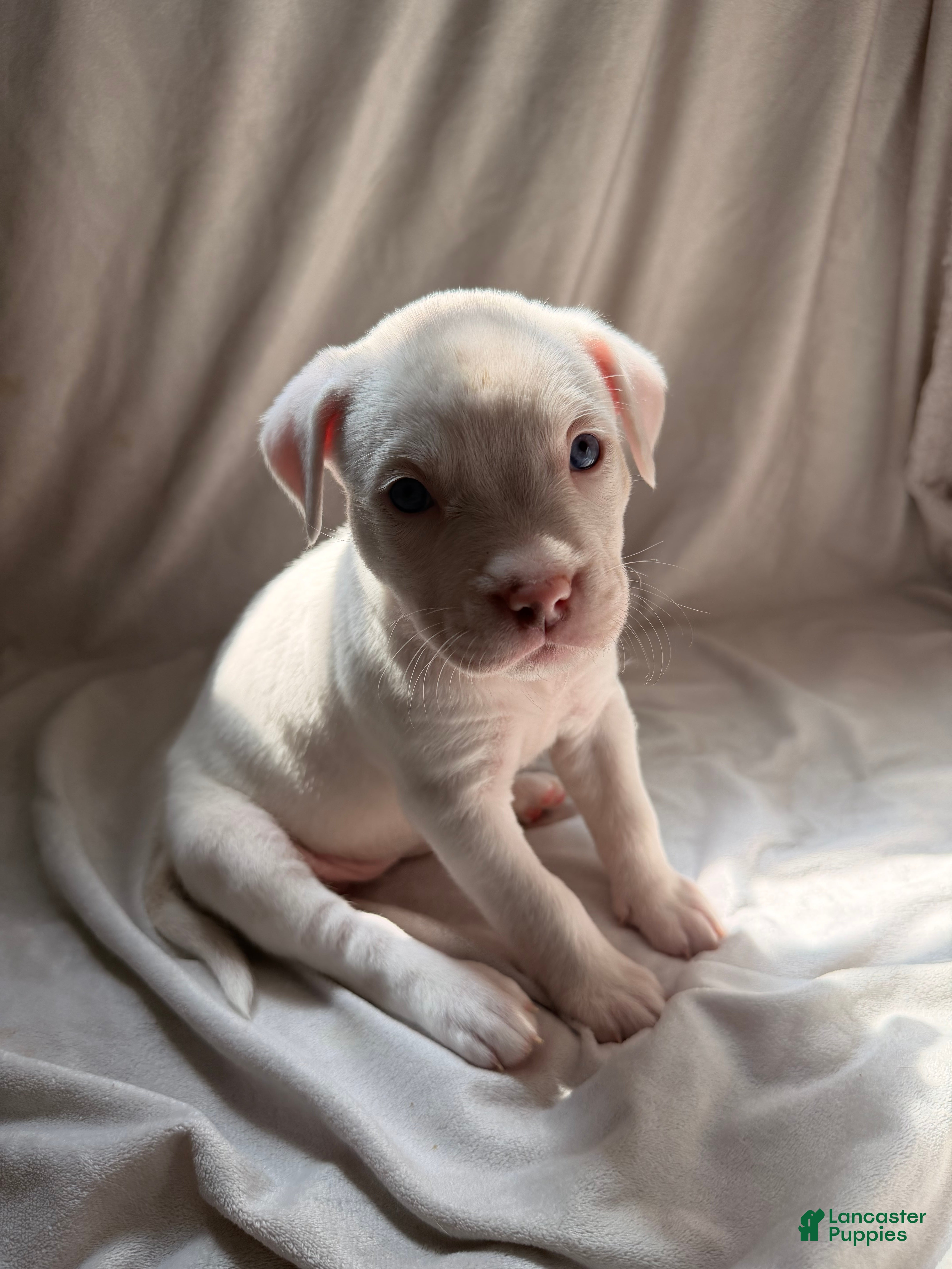 Mixed Breed dogs for sale: Mixed Breed Puppy 4 - Ad 4