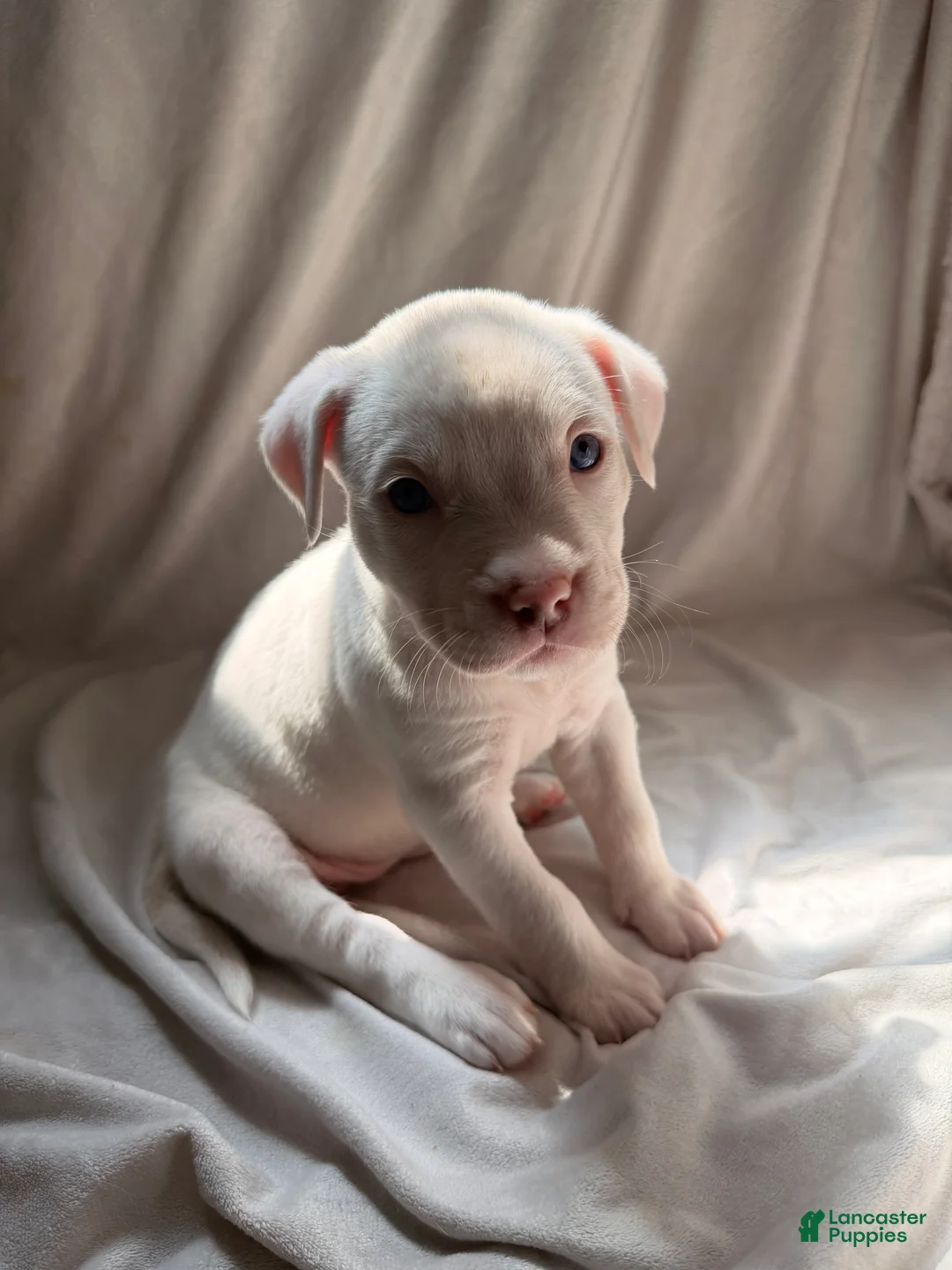 Mixed Breed dogs for sale: Mixed Breed Puppy 4 - Ad 1