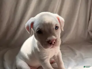 Mixed Breed dogs for sale: Mixed Breed Puppy 4 - Ad 4