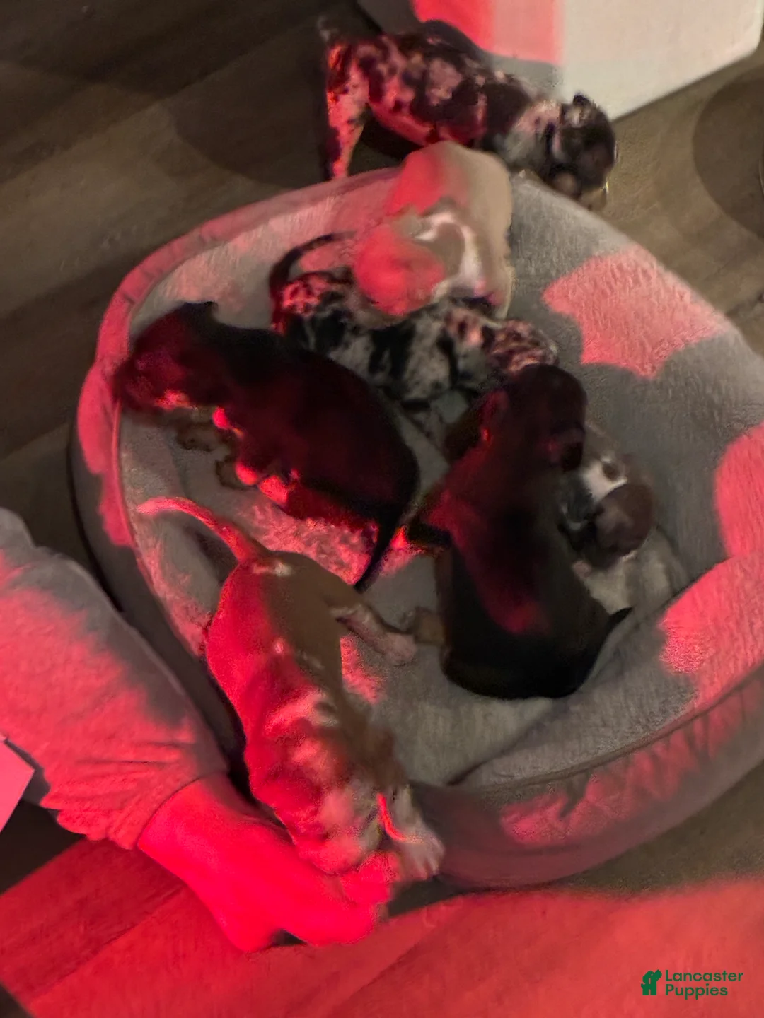 American Bully dogs for sale: American Bully 8 - Ad 1