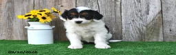 Mini Aussiedoodle dogs for sale: Alexis - Ad 4