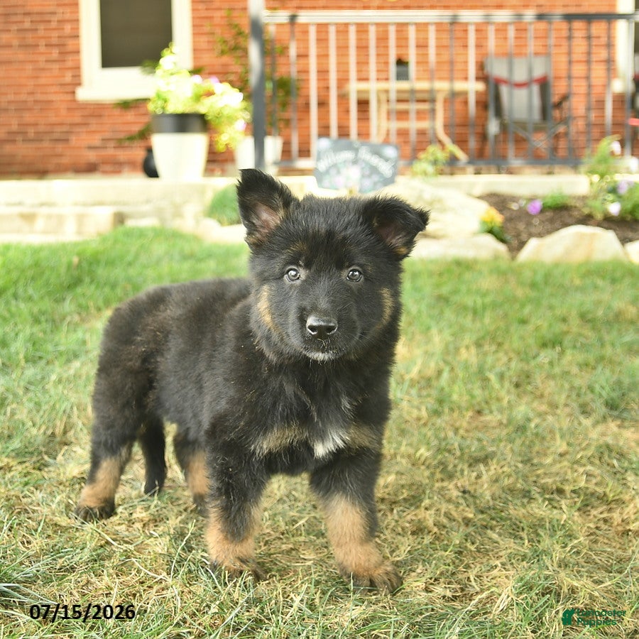 German Shepherd dogs Tessa  - Ad 1