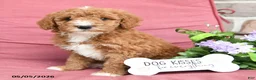 Miniature Poodle dogs for sale: Lilac - Ad 3