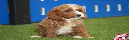Cavapoo dogs for sale: Allison - Ad 1