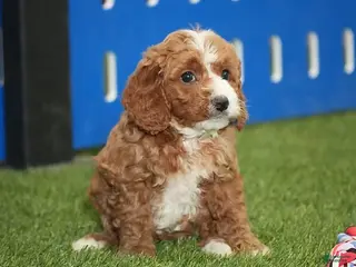 Cavapoo dogs Allison - Ad 11