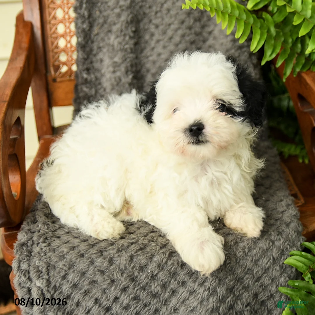 Maltipoo dogs for sale: Feyra - Ad 3