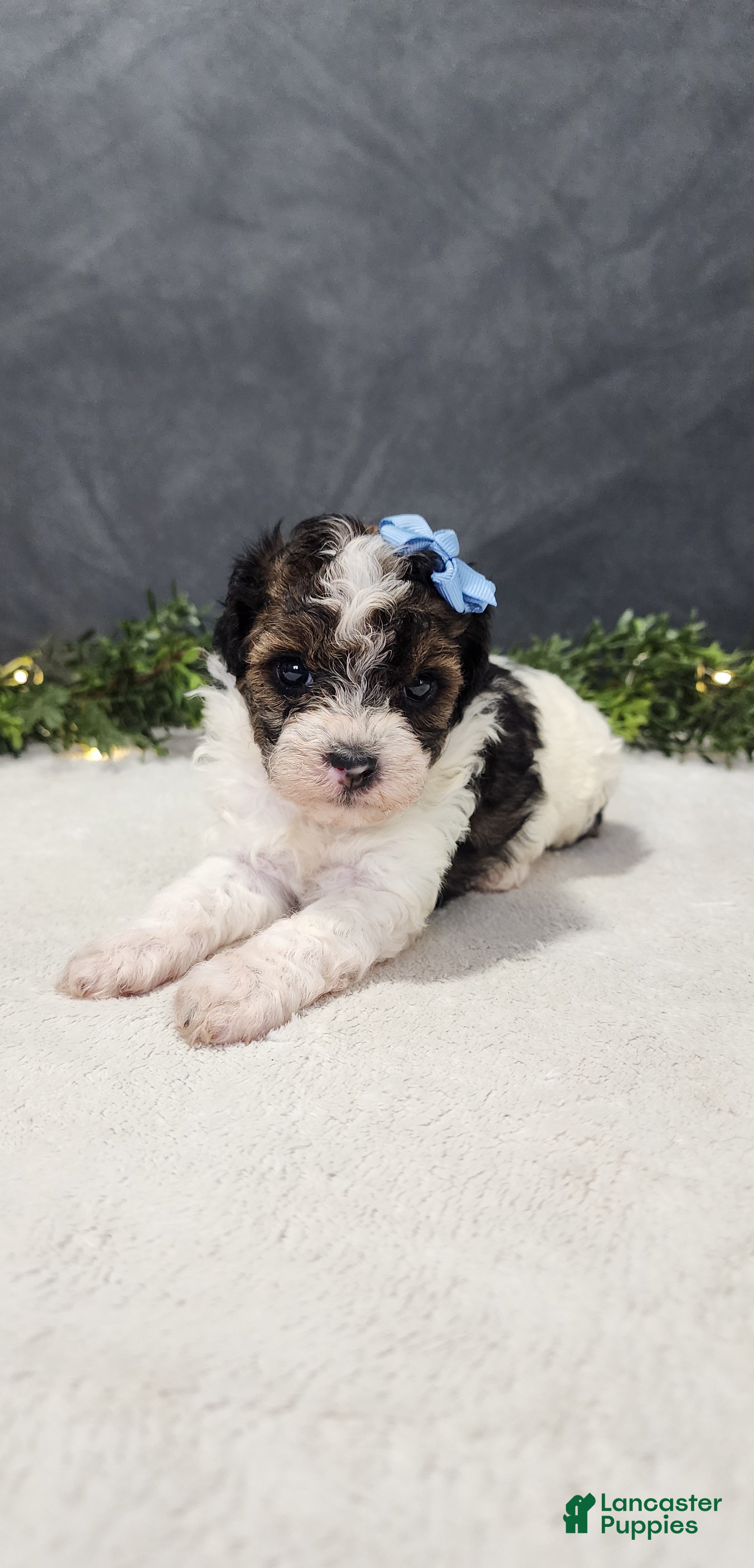 Miniature Poodle dogs Milo - Ad 1