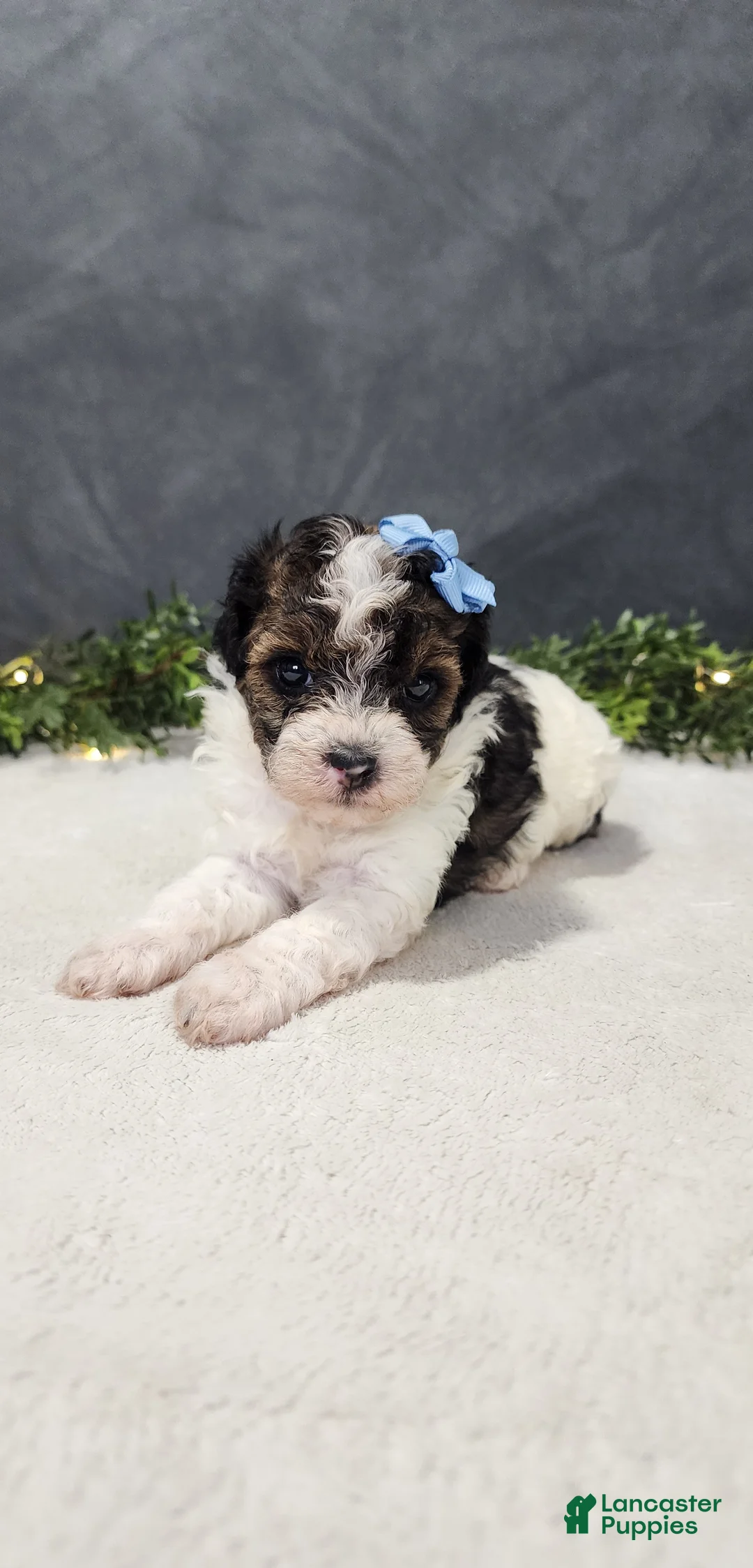 Miniature Poodle dogs for sale: Milo - Ad 1