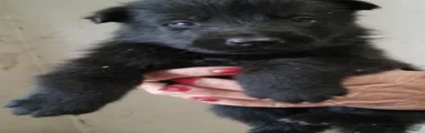 German Shepherd 2