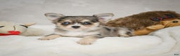 Chihuahua dogs for sale: Sunshine - Ad 10