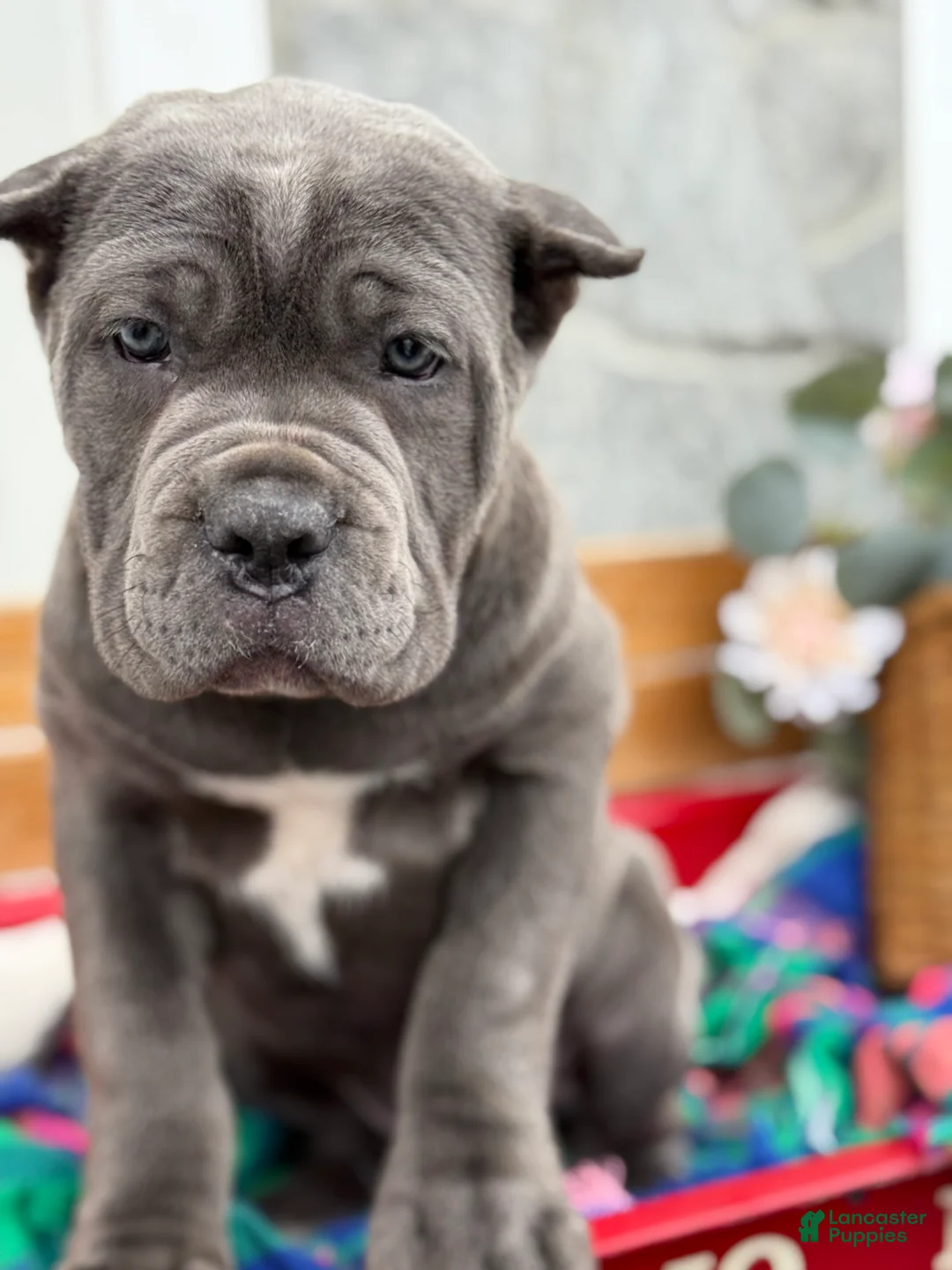 Cane Corso dogs for sale: Blossom - Ad 3