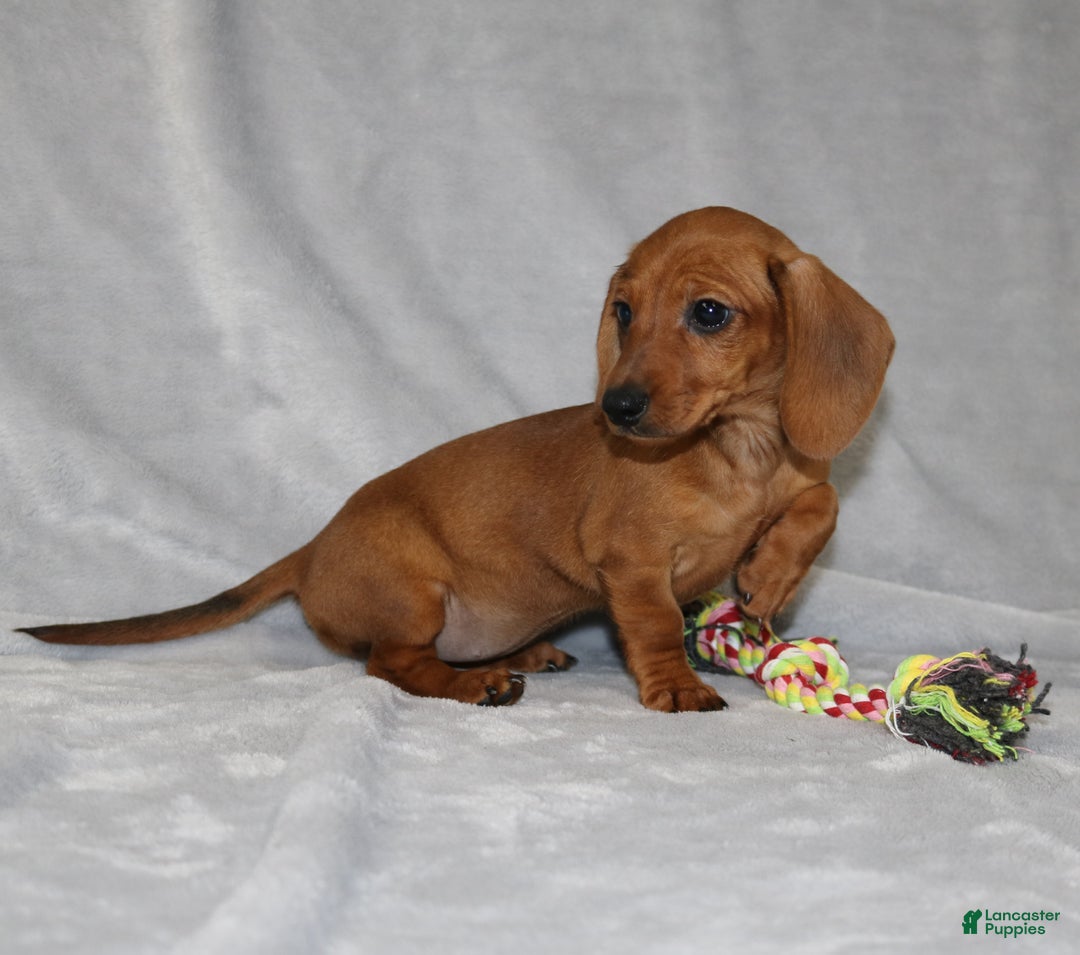 Miniature Dachshund dogs for sale: Chole - Ad 24