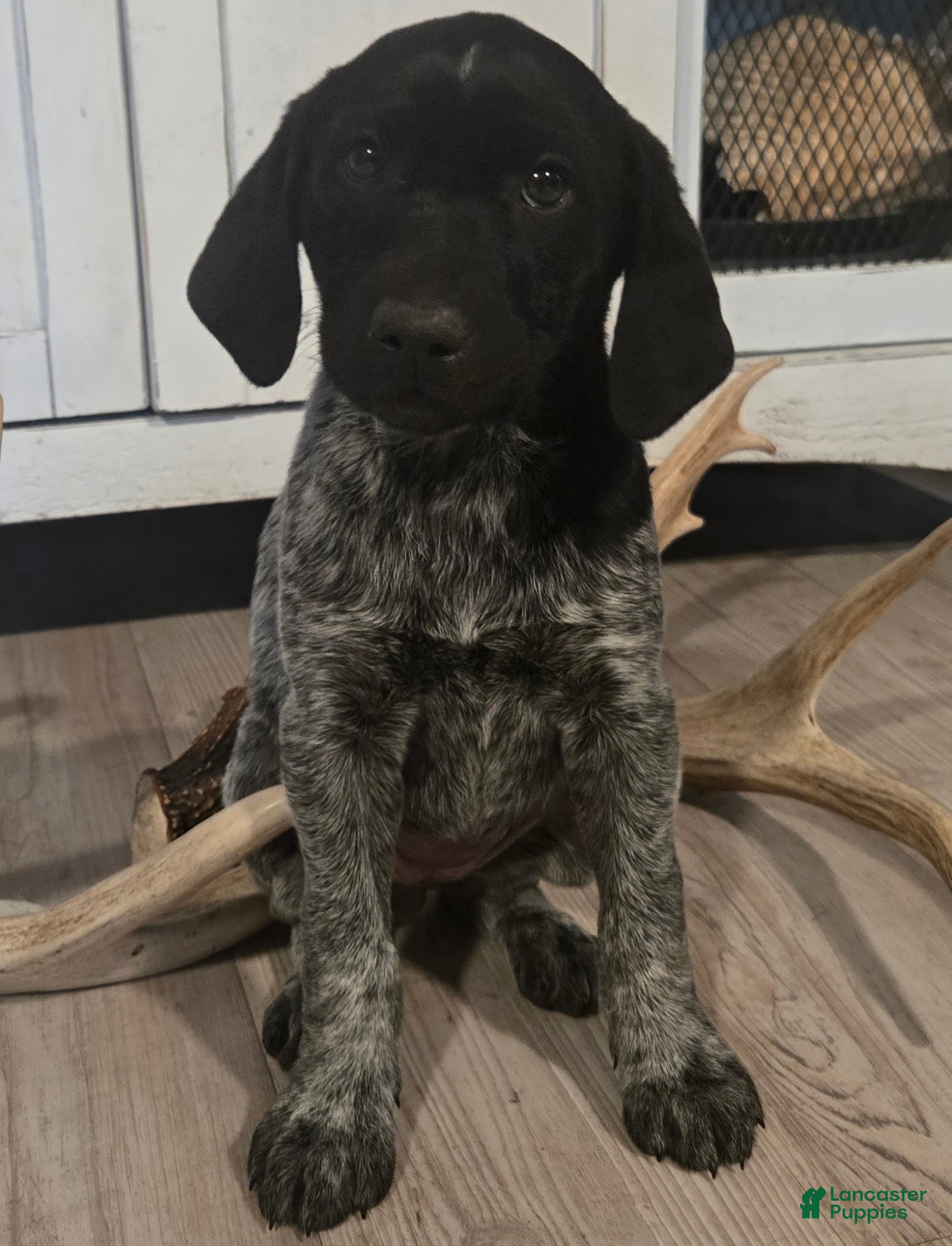 Mixed Breed dogs Oreo - Ad 2