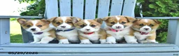 Welsh Corgi Pembroke dogs for sale: Brittany - Ad 3