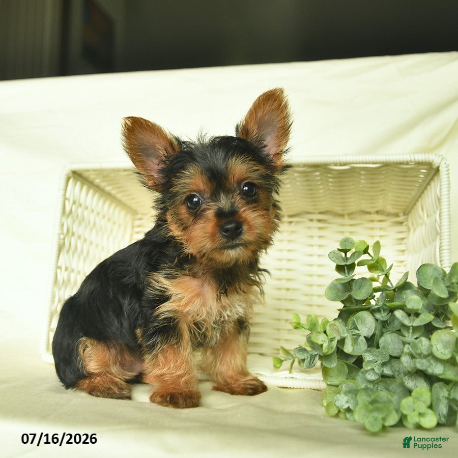 Yorkshire Terrier dogs Lariett  - Ad 1