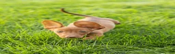 Miniature Dachshund dogs for sale: Ike  - Ad 6