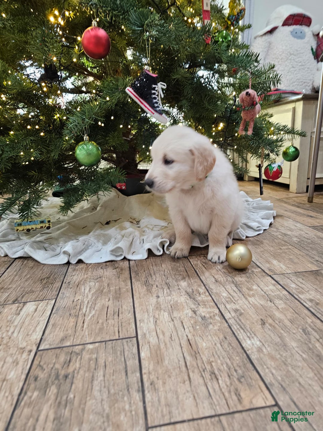 Golden Retriever dogs for sale: Golden Retriever Puppy 4 - Ad 15