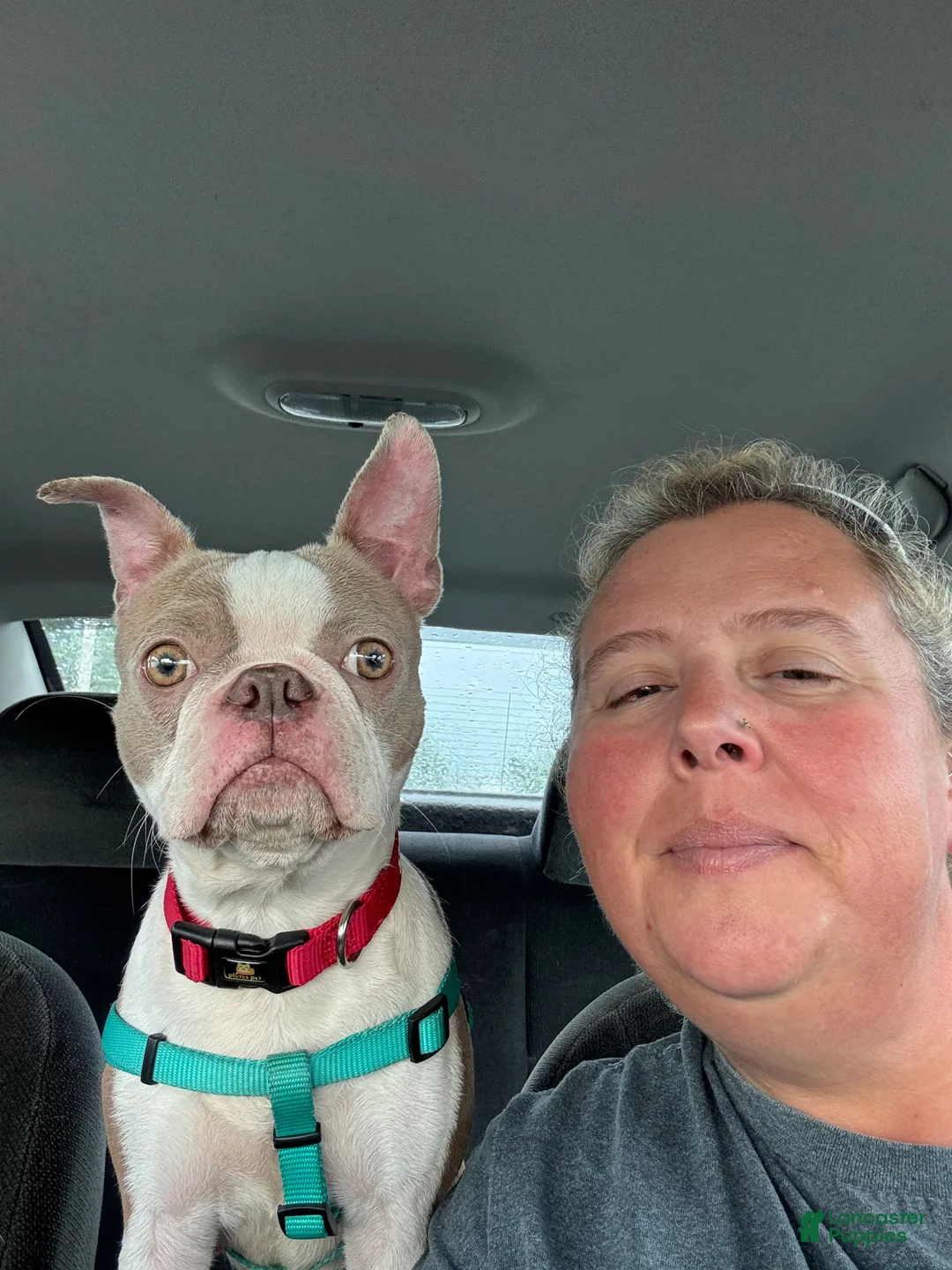 Boston Terrier dogs for sale: Theodore  - Ad 3