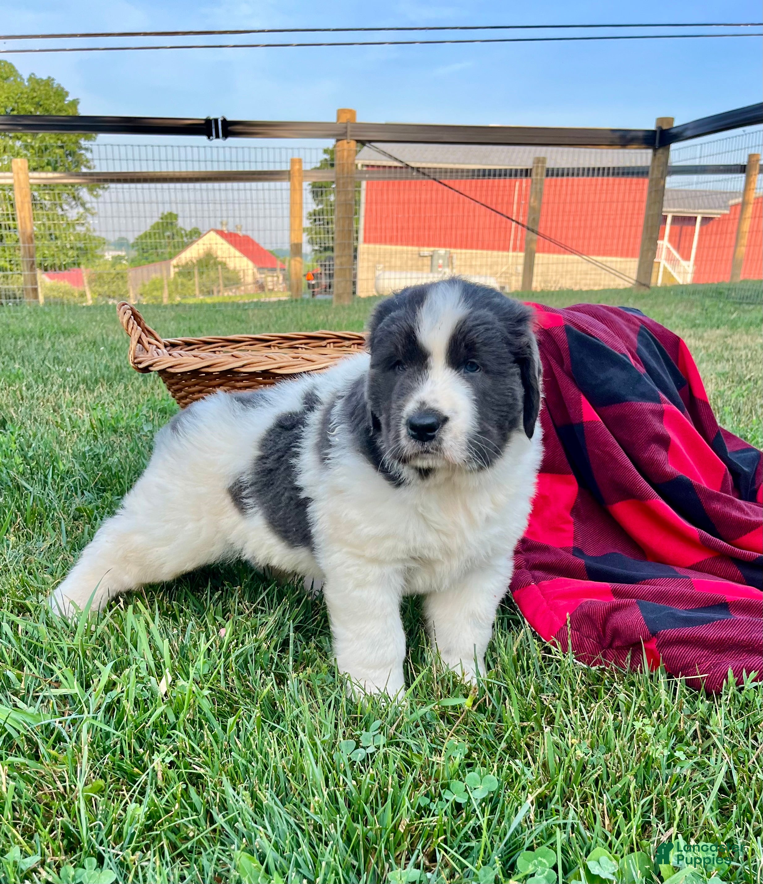 Newfoundland dogs Meadow❤️AKC Genetic Tested❤️Text or call today - Ad 2
