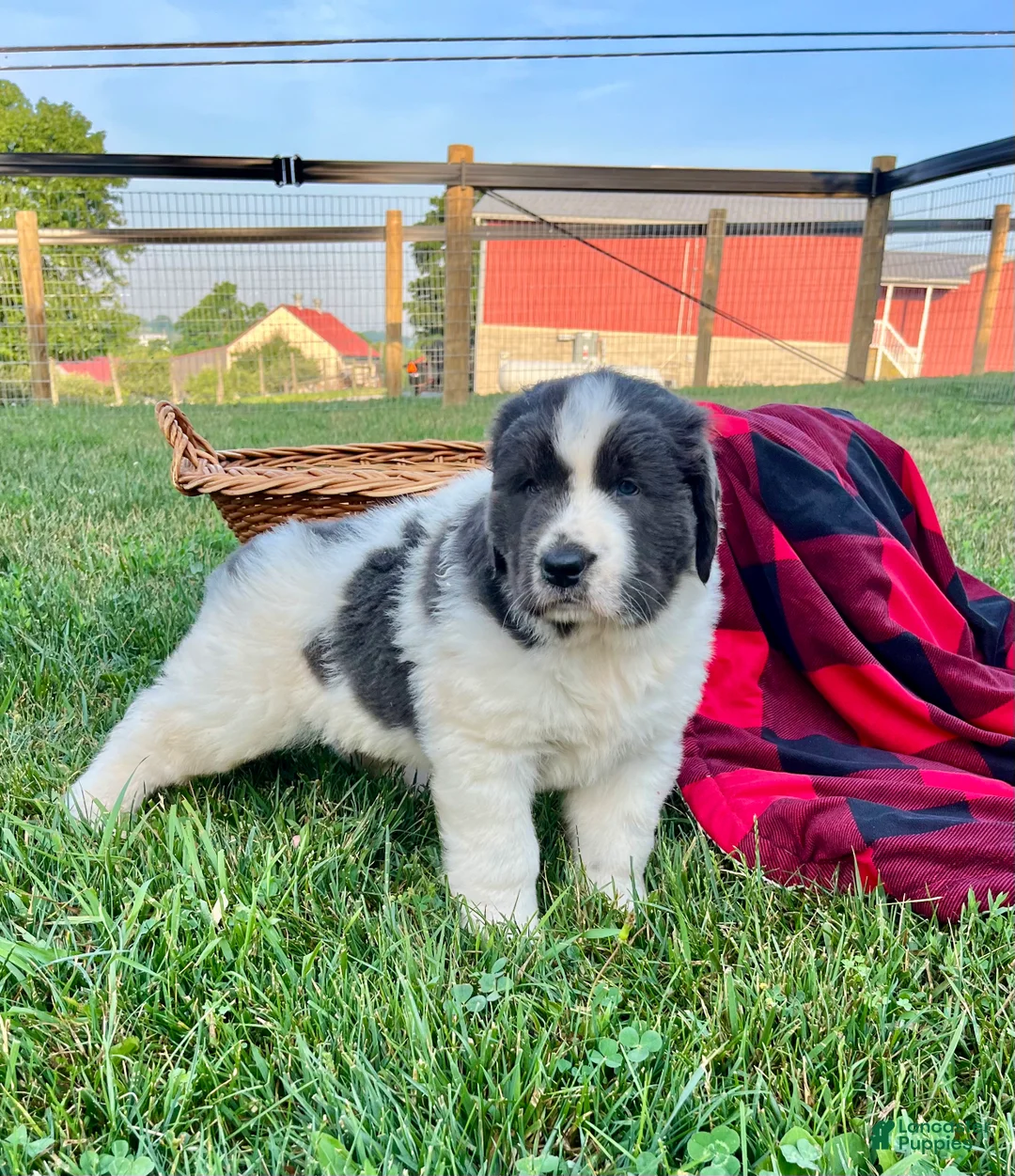 Newfoundland dogs for sale: Meadow❤️AKC Genetic Tested❤️Text or call today - Ad 2