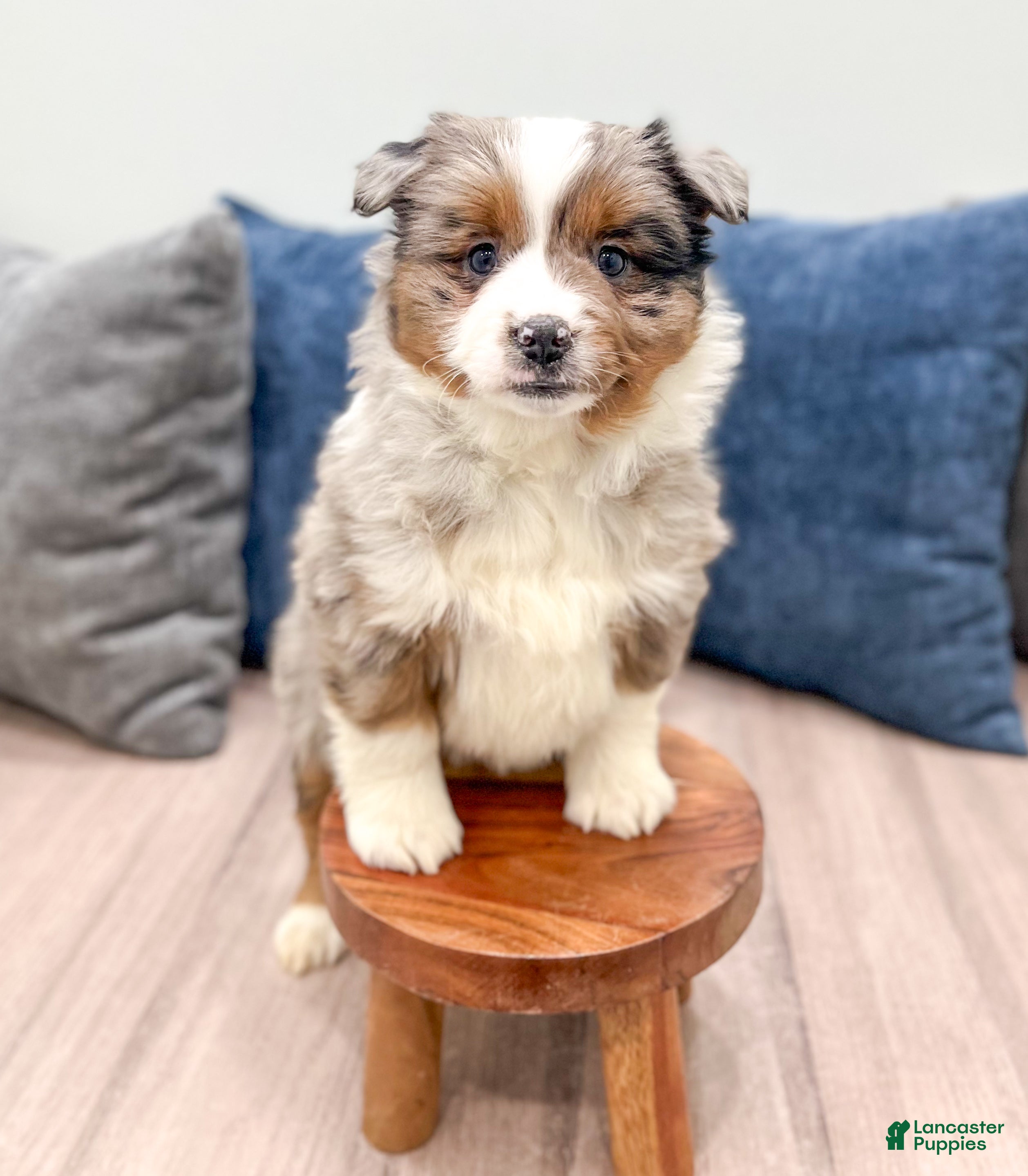 Miniature Australian Shepherd dogs Joy - Ad 2