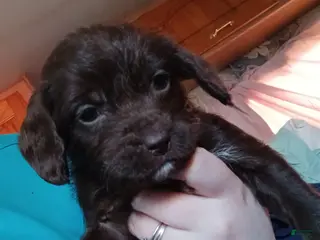 Mixed Breed dogs Mixed Breed Puppy 2 - Ad 40