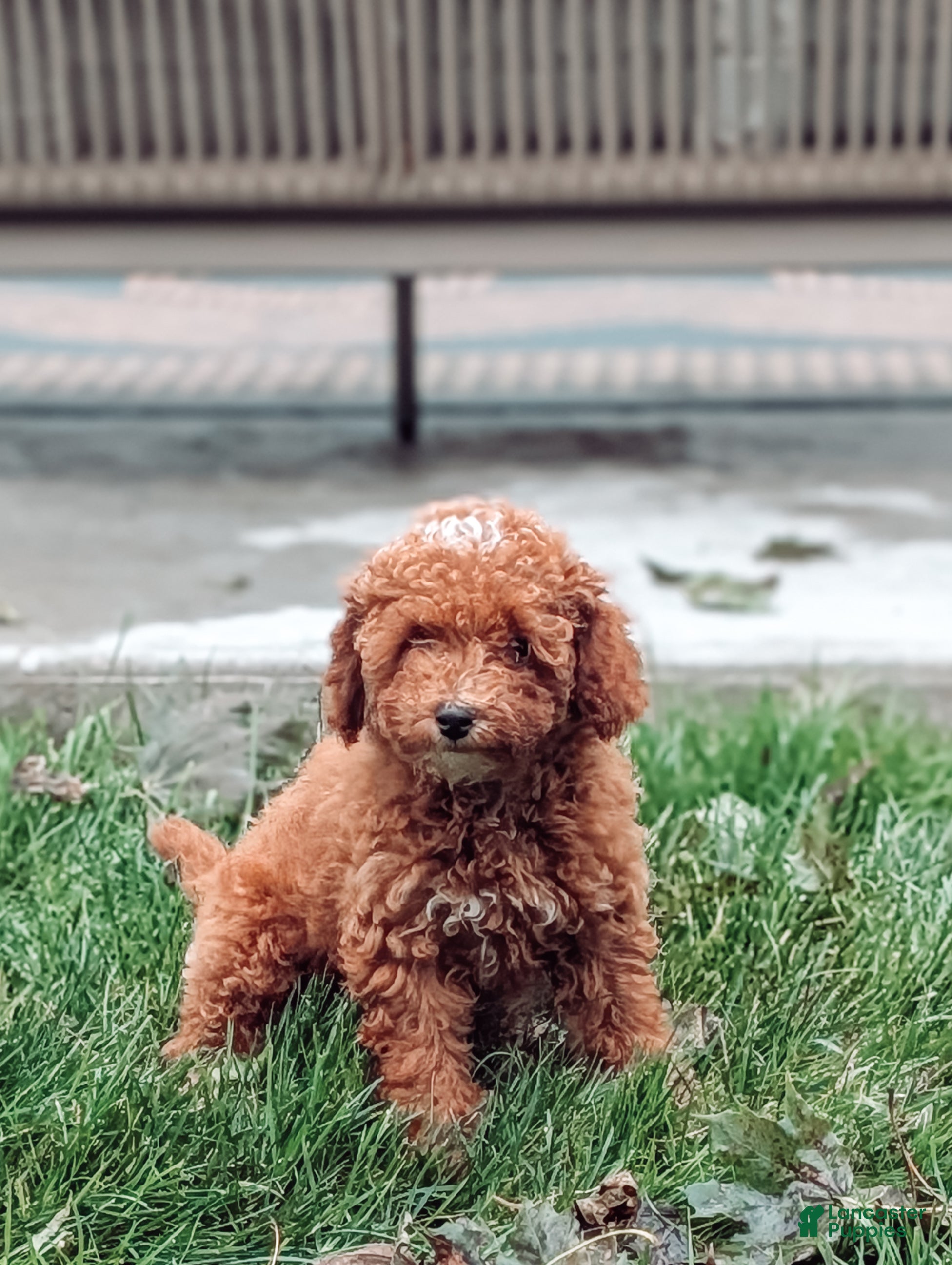 Miniature Poodle dogs Charlie  - Ad 1