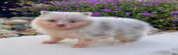 Pomeranian dogs for sale: Fluffy - Ad 1
