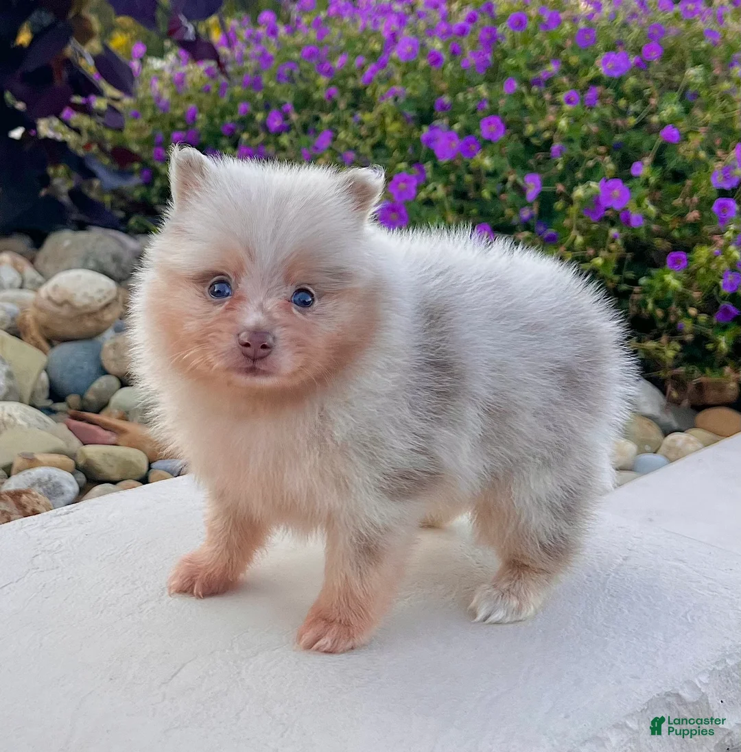 Pomeranian dogs for sale: Fluffy - Ad 1