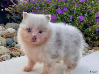 Pomeranian dogs Fluffy - Ad 1