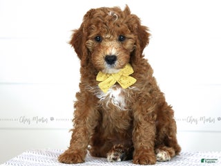 Mini Goldendoodle dogs - Ad 11