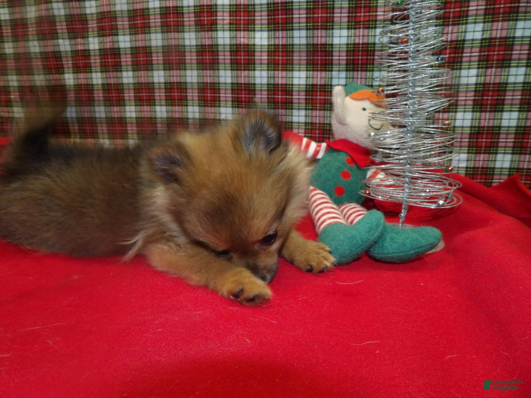 Pomeranian dogs for sale: Star - Ad 3