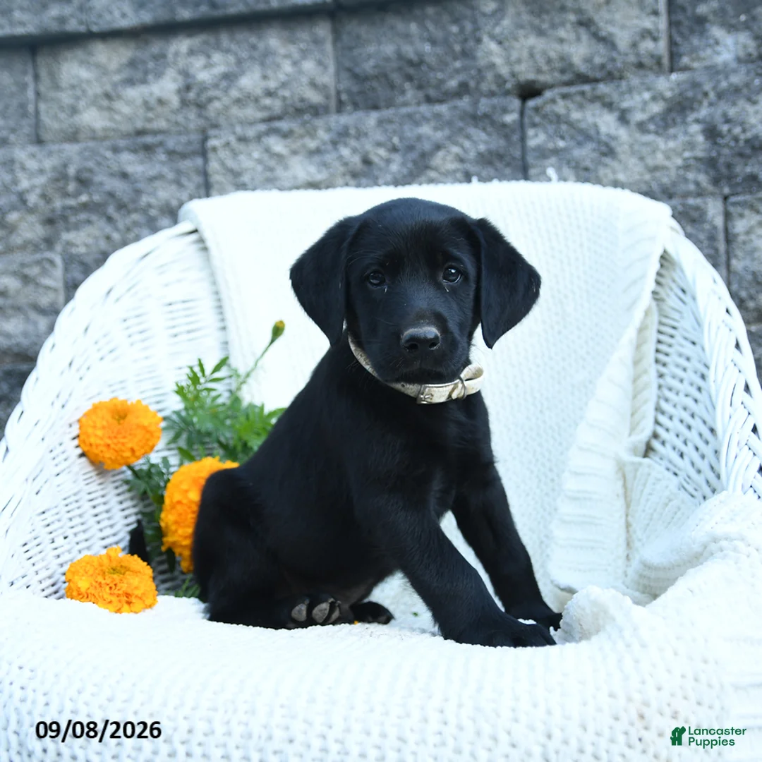 Labrador Retriever dogs for sale: Matthias - Ad 1