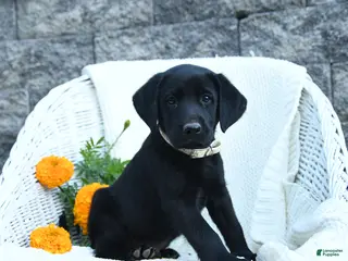 Labrador Retriever dogs Matthias - Ad 2