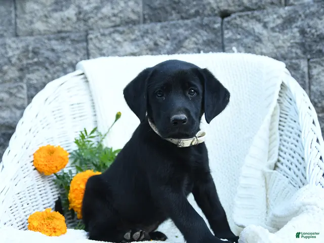 Labrador Retriever dogs for sale: Matthias - Ad 2