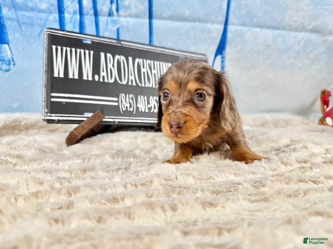 Dachshund dogs for sale: Uno chocolate dapple long coat - Ad 8