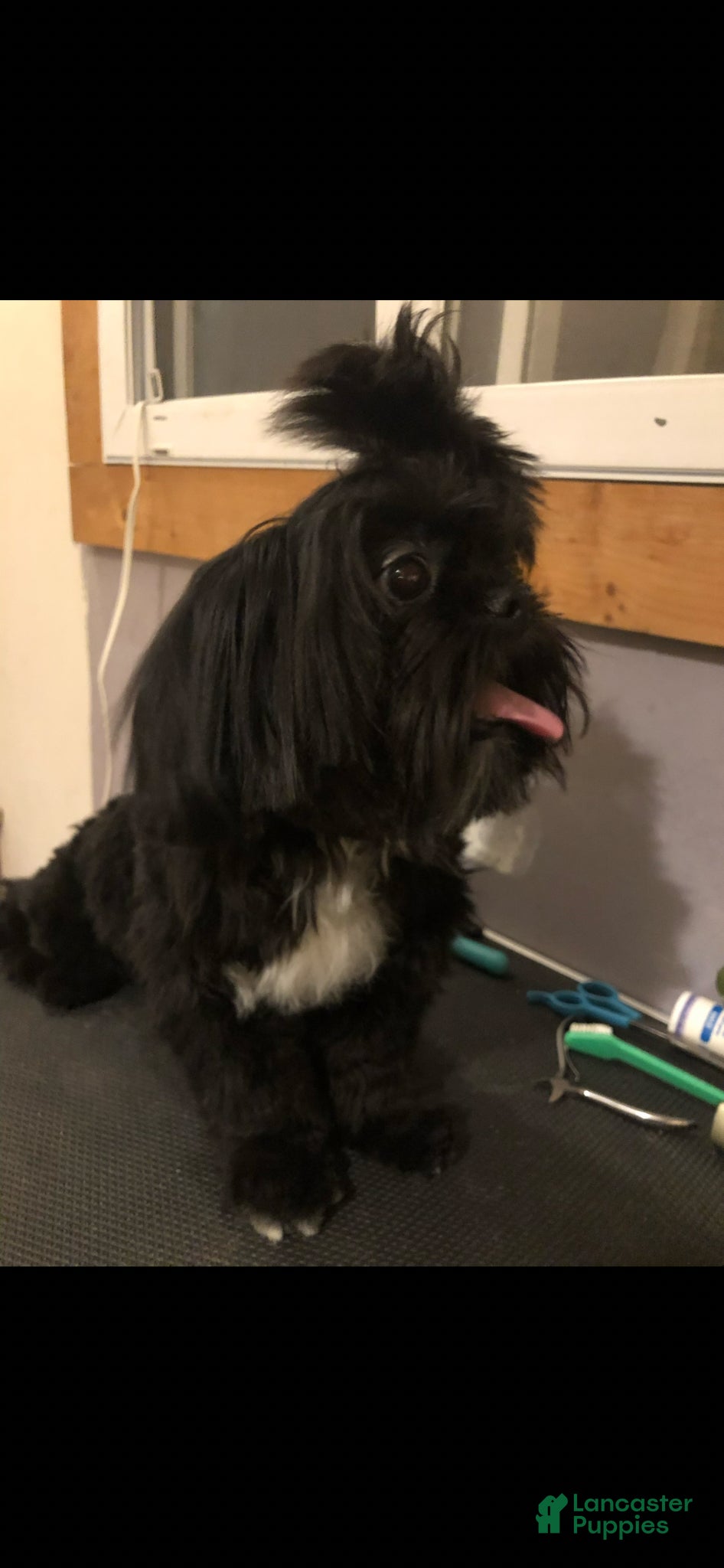 Shih Tzu dogs AKC male adult Shih Tzu  - Ad 2