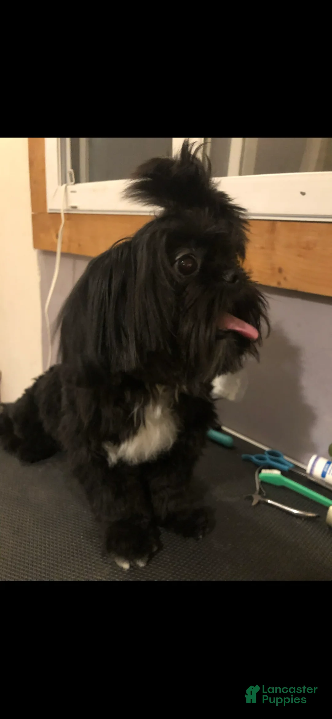 Shih Tzu dogs for stud: AKC male adult Shih Tzu  - Ad 2