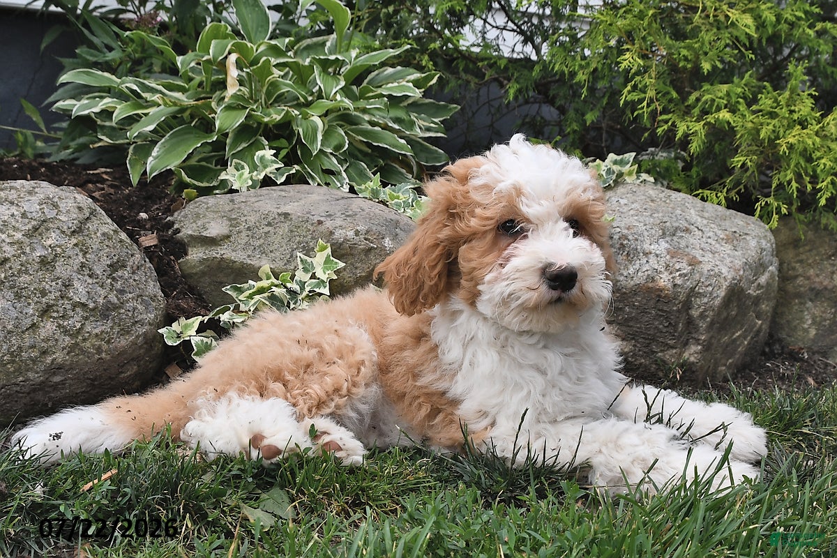Mini Bernedoodle dogs for sale: Misty - Ad 2