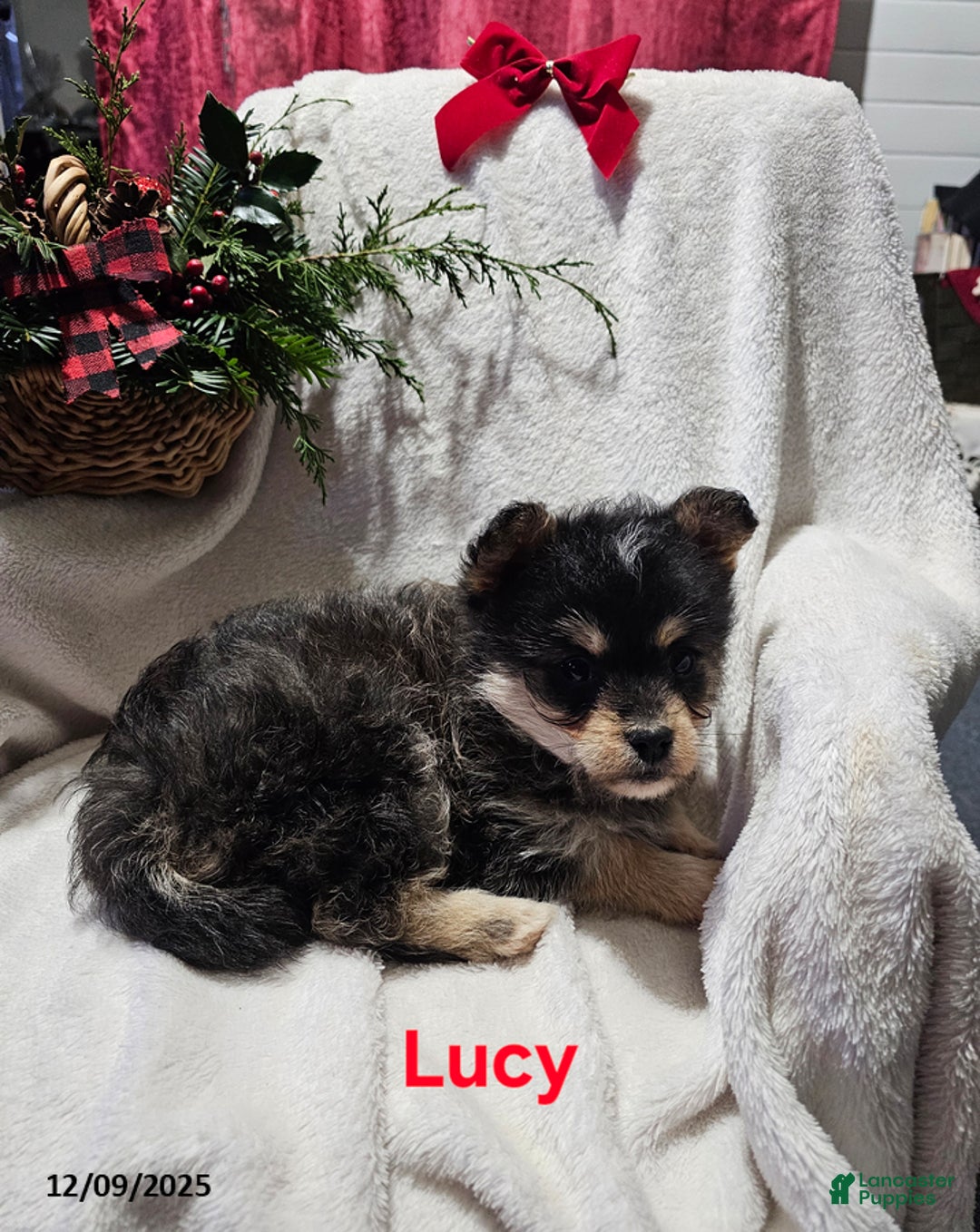 Mixed Breed dogs for sale: Lucy - Ad 2