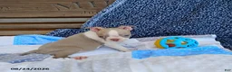 Boston Terrier dogs for sale: Roland - Ad 11