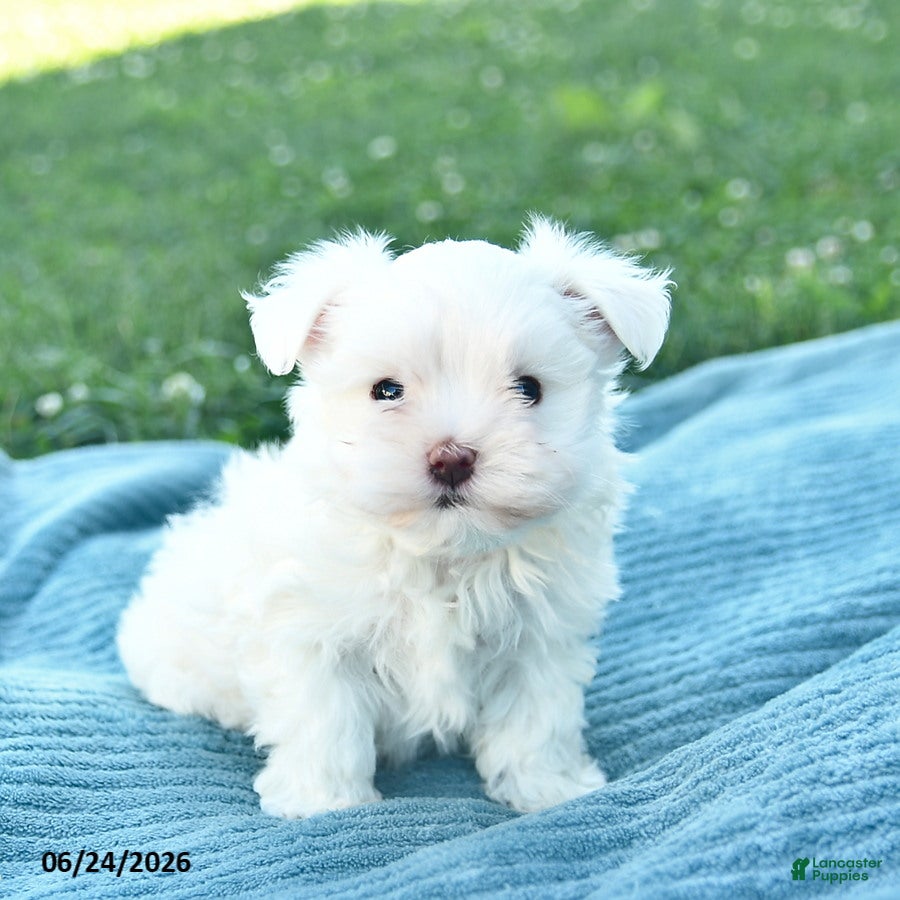 Maltese dogs Paris  - Ad 1