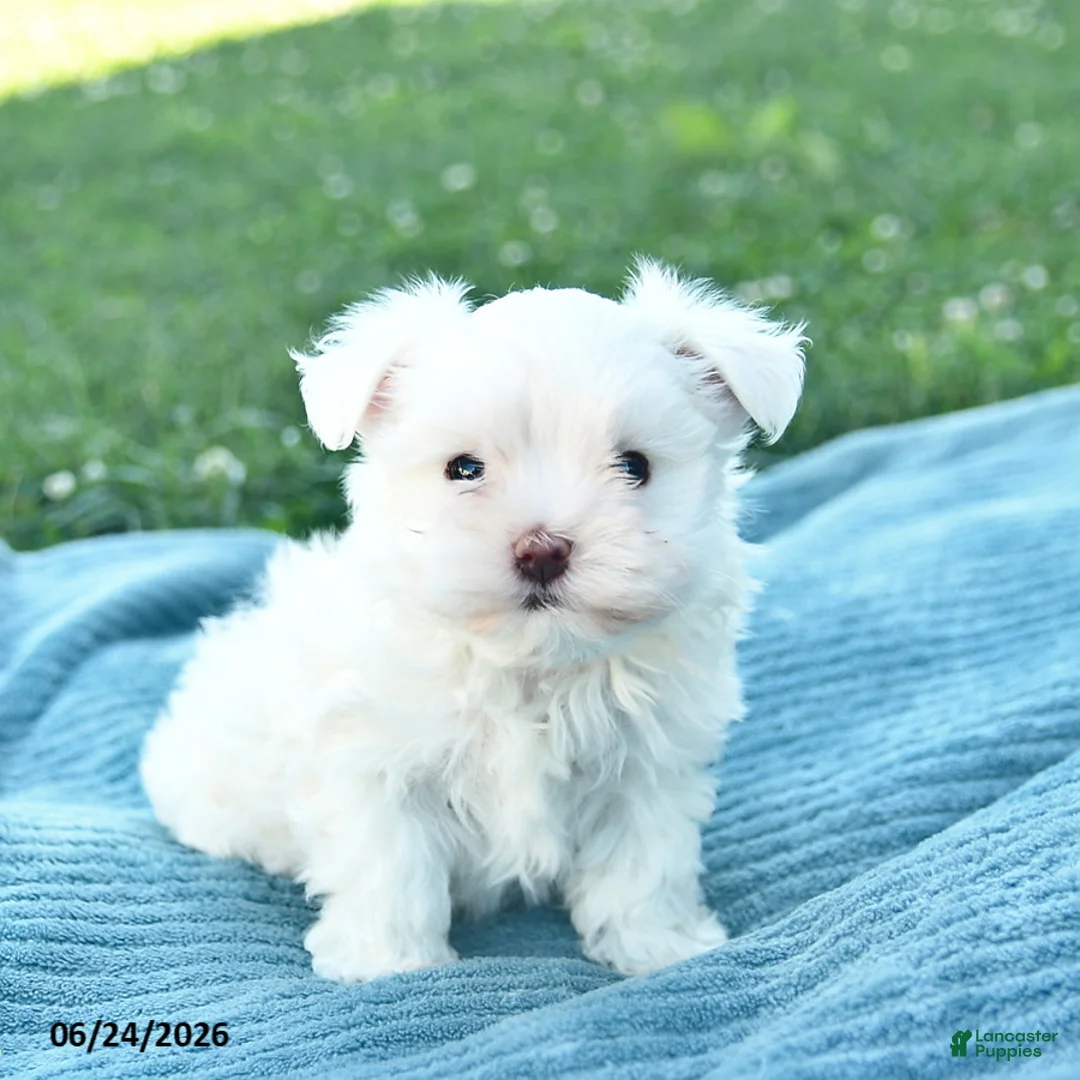 Maltese dogs for sale: Paris  - Ad 1
