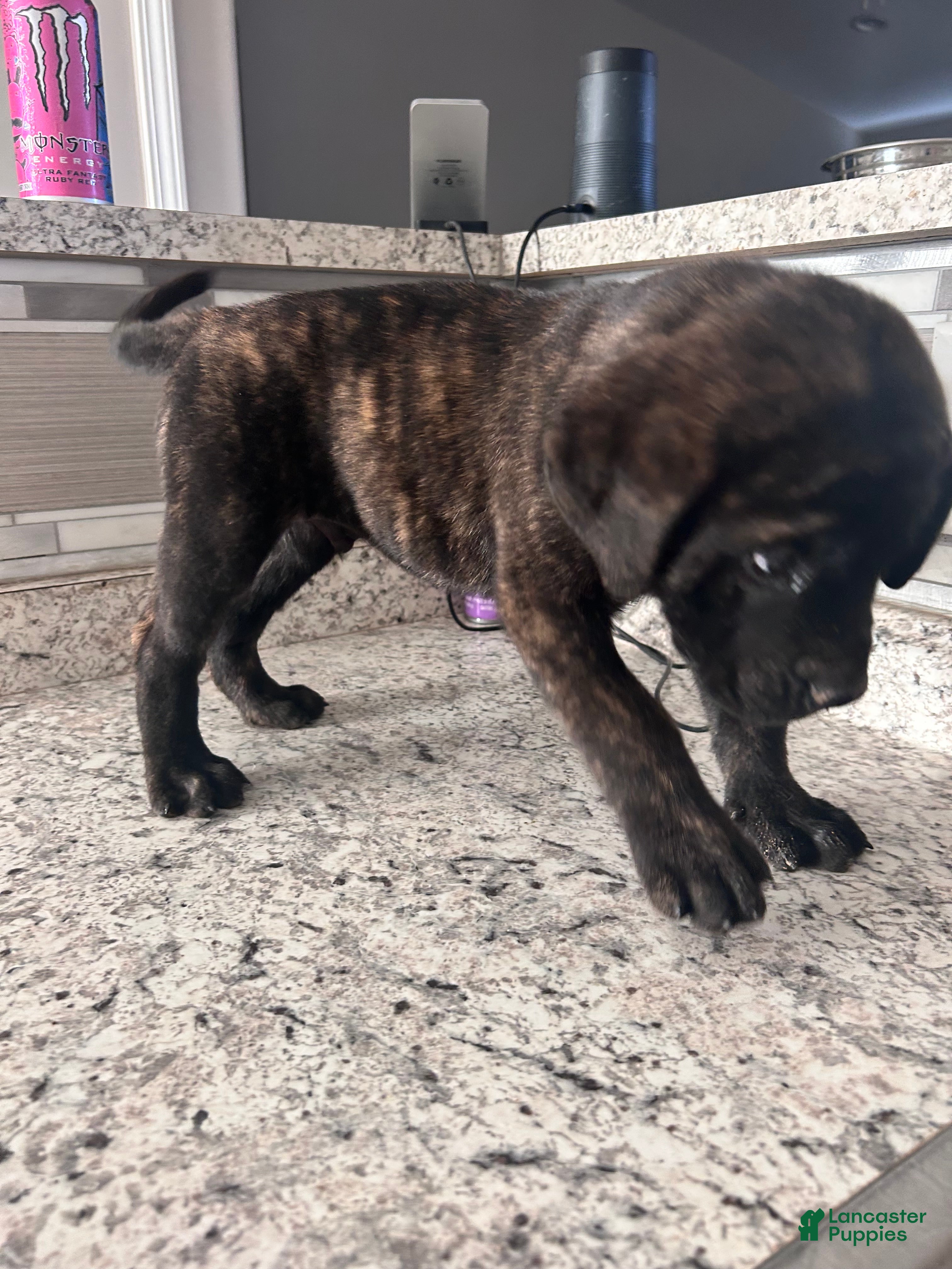 English Mastiff dogs English Mastiff 5 - Ad 1