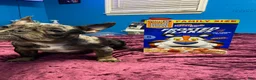 American Bully dogs for sale: American Bully 1 - Ad 2