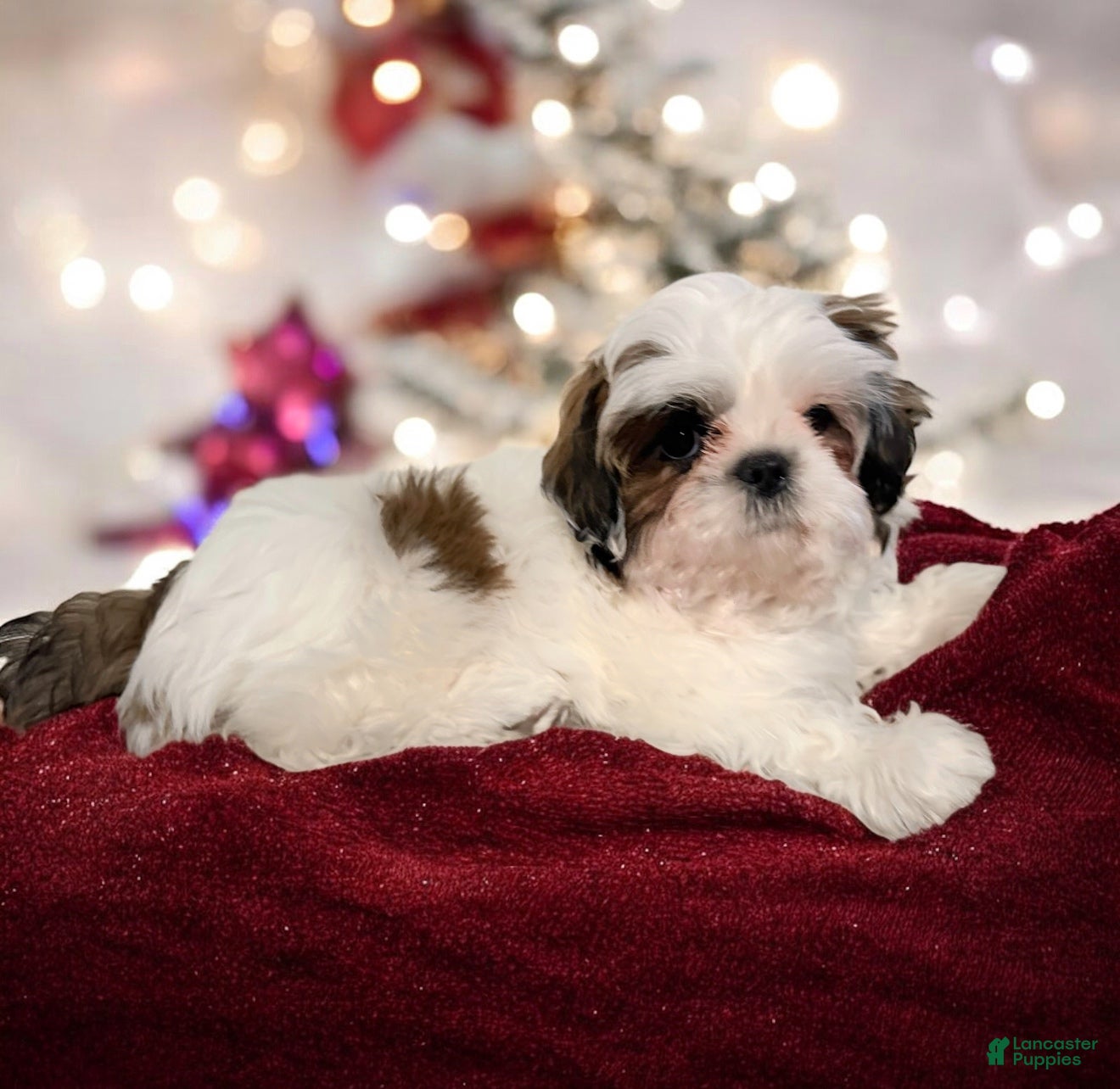 Shih Tzu dogs Pup - Ad 29