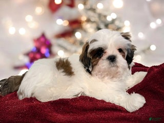 Shih Tzu dogs Pup - Ad 29