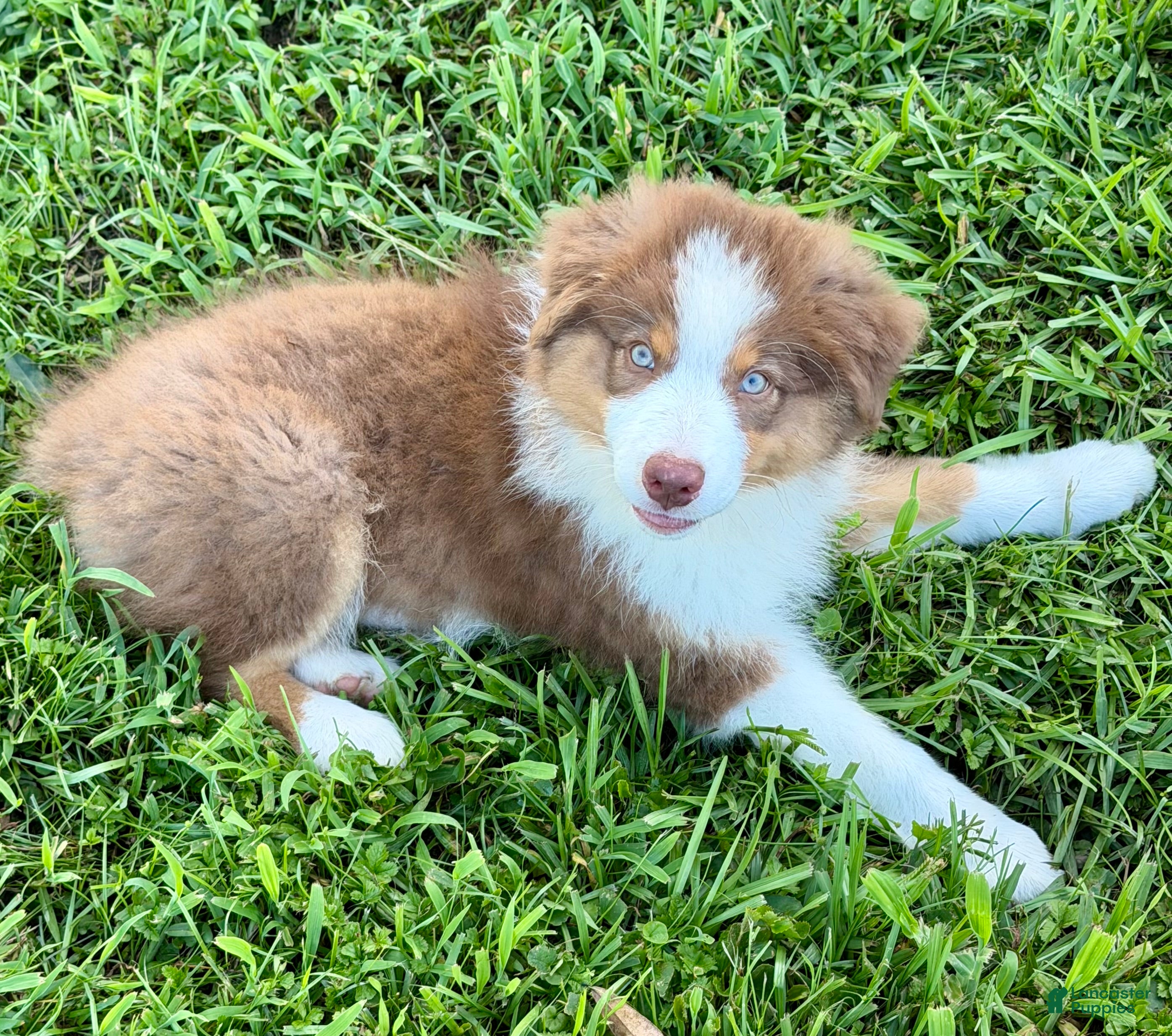 Australian Shepherd dogs AKC 6 Candy - Ad 2
