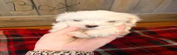 Maltese dogs for sale: Harley - Ad 1